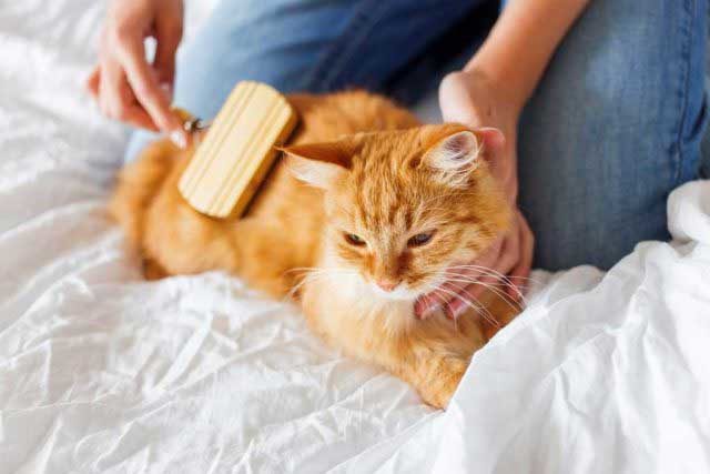 cat grooming business
