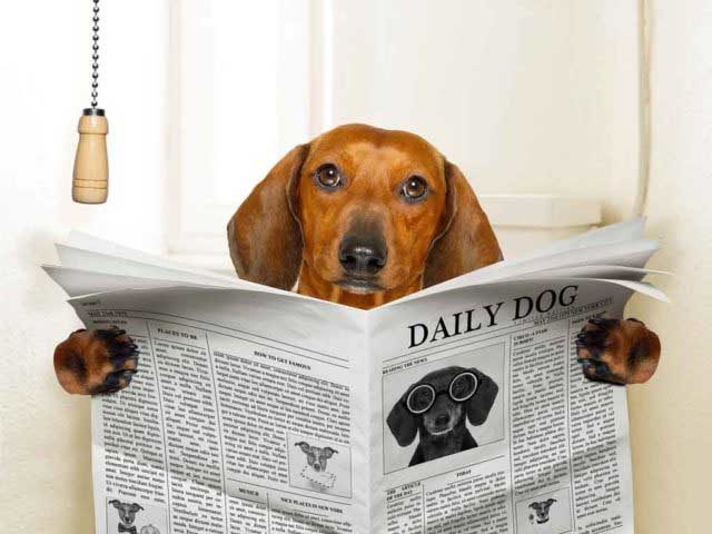 Dog reading newspaper