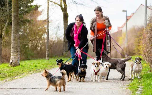 Professional dog walkers